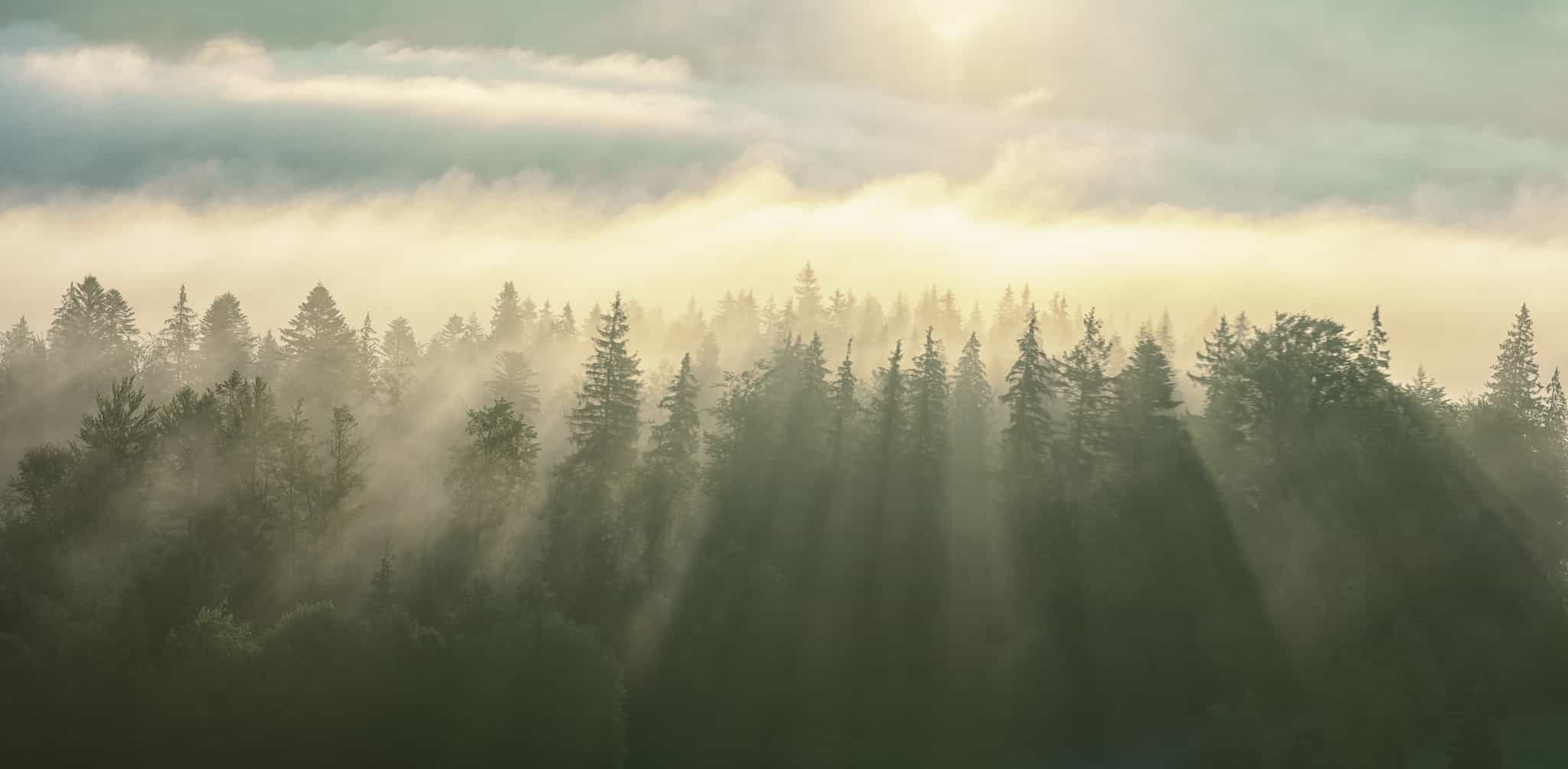 Background nature image